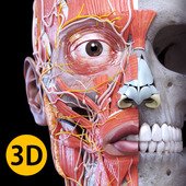 Анатомия - 3D Атлас 3.1.1